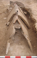 Foto de Excavación preventiva en la Calla Panaderos, nº 21, del Albayzín